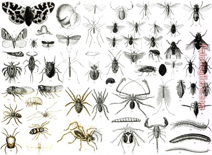 English School Entomology Myriapoda And Arachnida